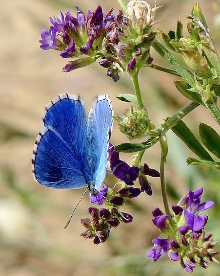 adonis blue